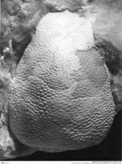 Historisches Foto von Paragalathea sp. (NHMW-AFW-GEO-BACHMAYER-FOTO-1990-0041-1679)